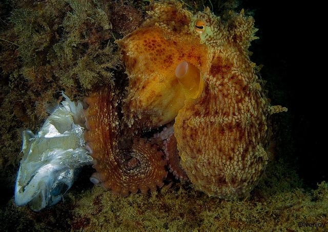  Octopus at dinner 